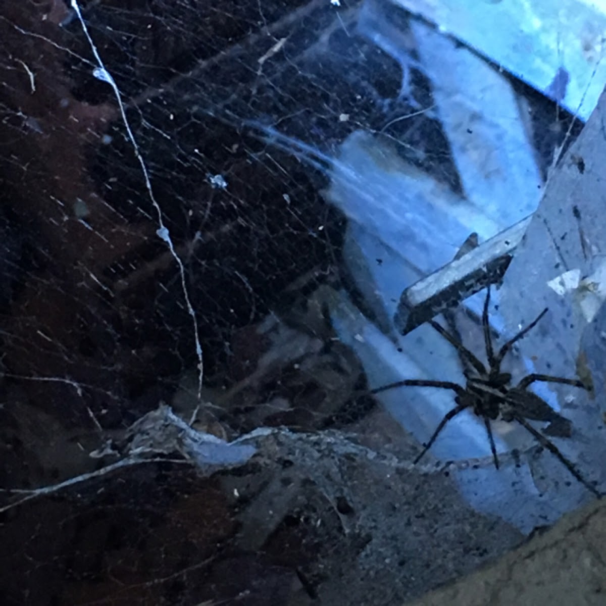 Funnel Web Grass Spider