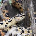 Bull Snake