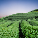 Green tea hill