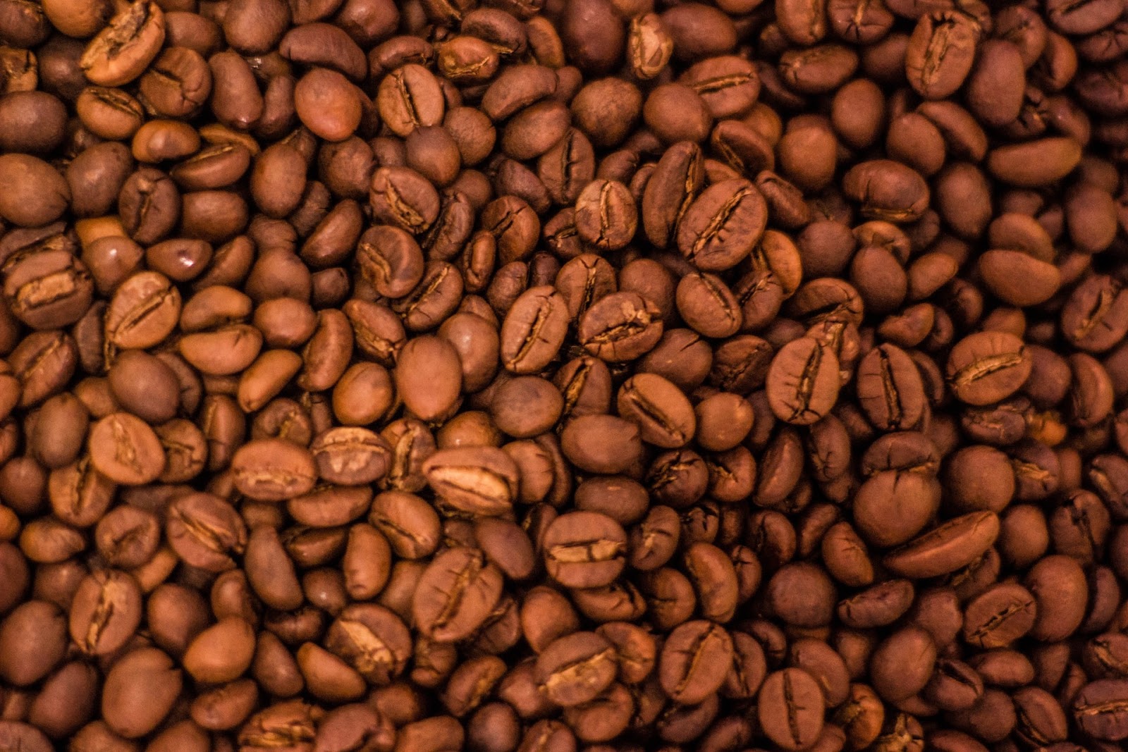 Logra producción de café en Argentina