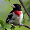 Rose-breasted Grosbeak (Male)