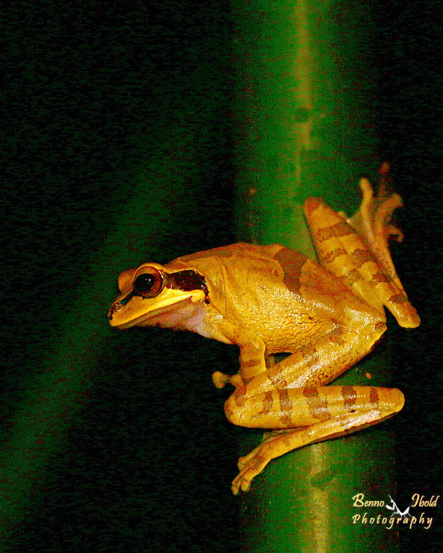 Masked tree frog