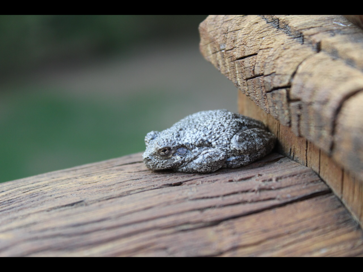 Grey Tree Frog