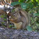 American Red Squirrel