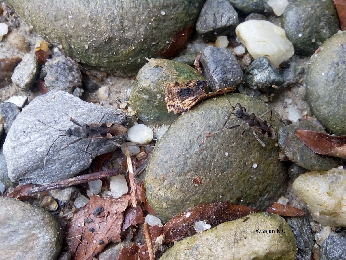 Dirt-colored Seed Bug