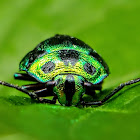 Katuk Metallic Shield-backed Bug