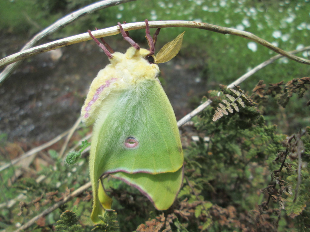 Luna Moth