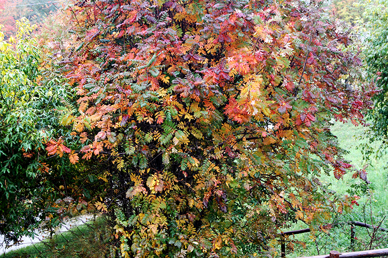 LA TAVOLOZZA DELL'AUTUNNO di LOMELLINO37