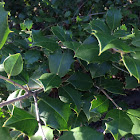 American Holly