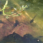 Wood Frog (Tadpoles)