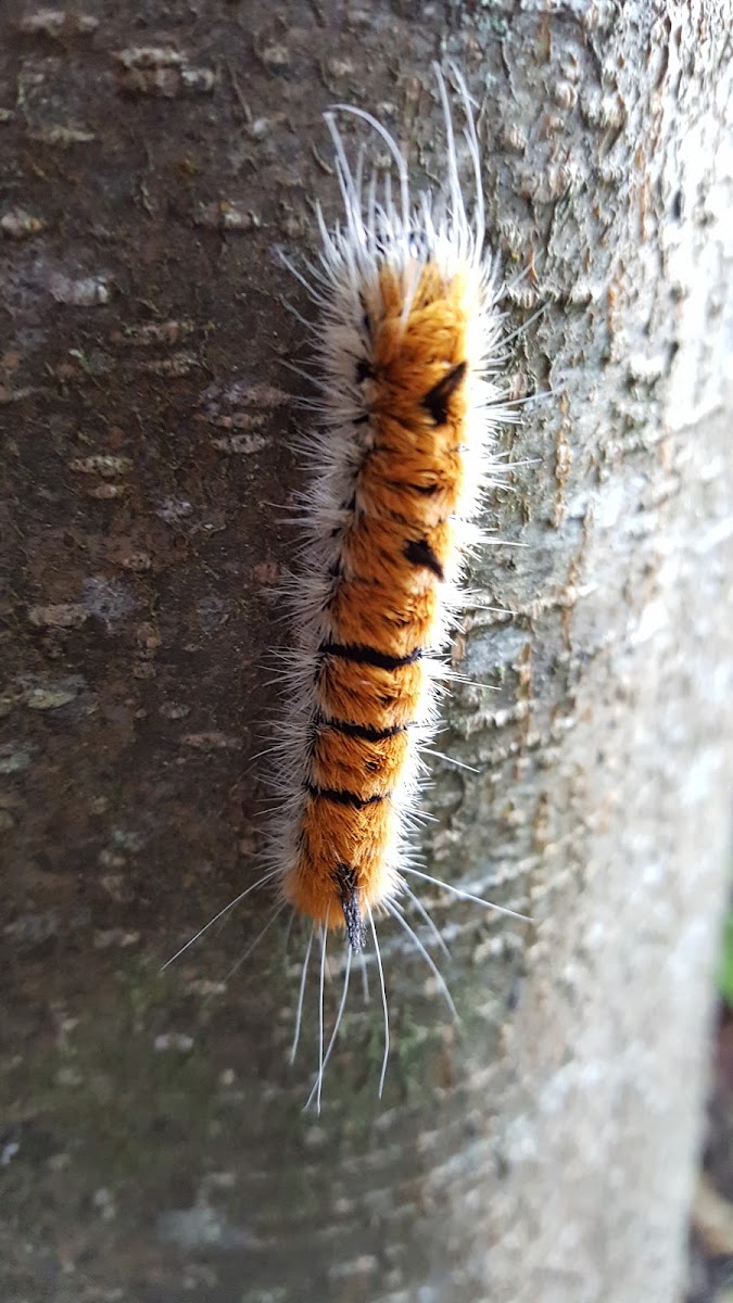 Fingered Dagger Moth