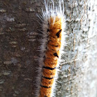 Fingered Dagger Moth