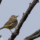 Palm Warbler