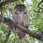 Spotted Owl