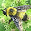 Golden Northern Bumble Bee