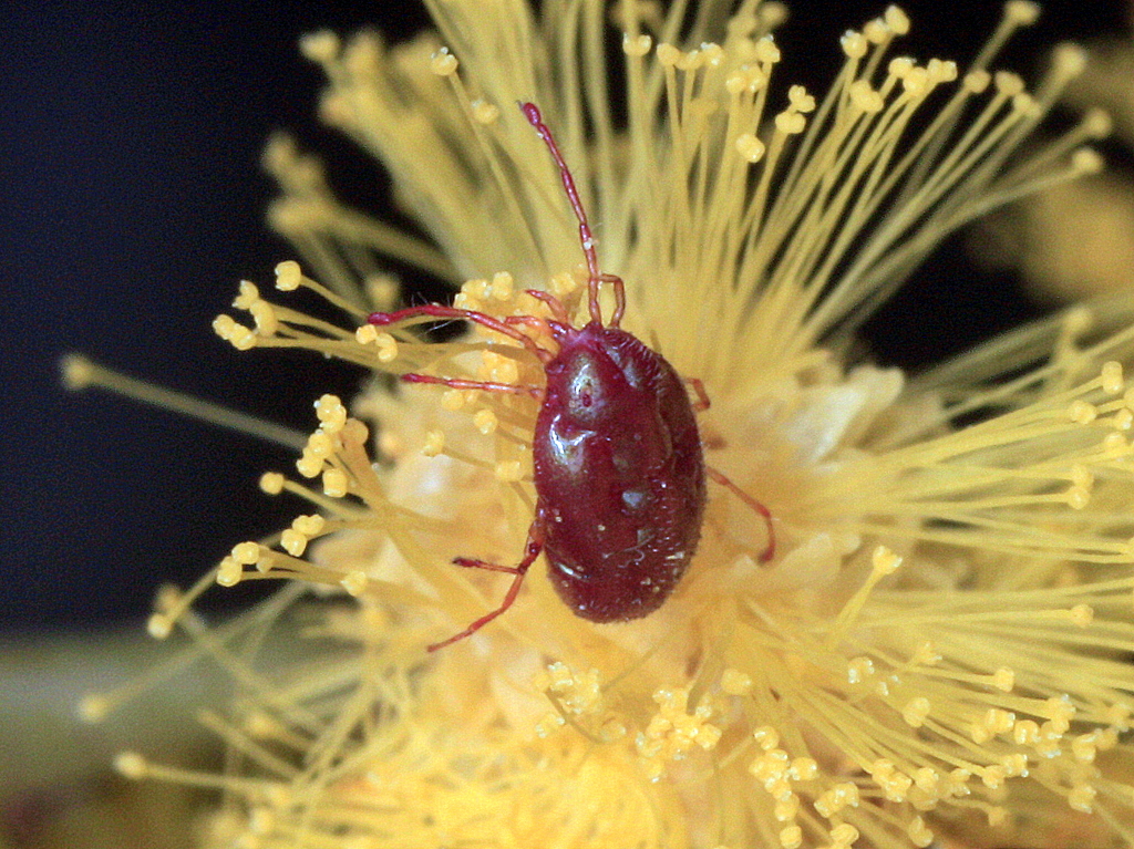 Velvet mite