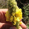 Common Mullein