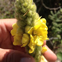 Common Mullein