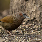 Streaked Laughingthrush