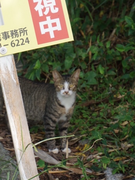 の投稿画像13枚目