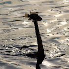 anhinga