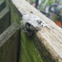 Grey tree frog