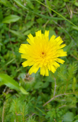 Il giallo.... di -Luna-