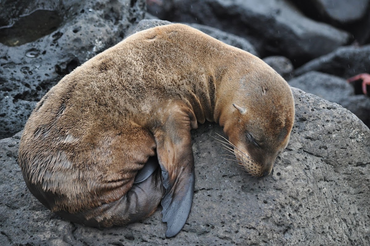 Galápagos sea lion