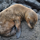 Galápagos sea lion