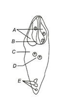 The Carpel (Megasporophyll) and the Ovule (Megasporangium)