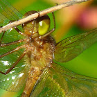 saffron winged meadowhawk