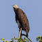 Grey-headed Fish Eagle