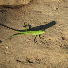 Green Crested Lizard