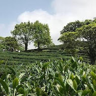 台灣農林熊空茶園