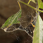 Abandoned Spider Web