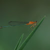 Senegal Bluetail