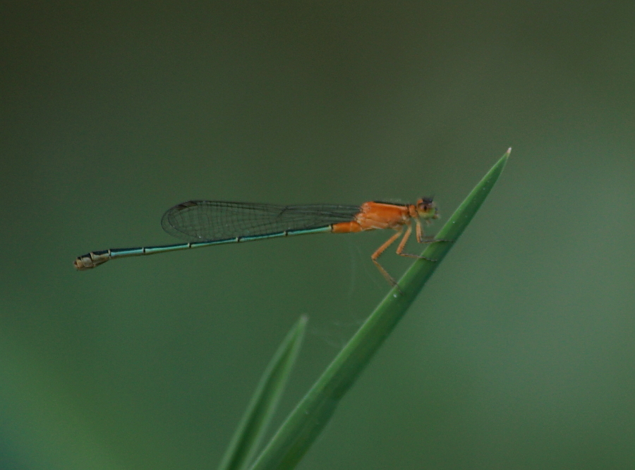 Senegal Bluetail