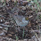 Golden Crowned Sparrow