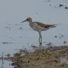 Wood sandpiper