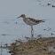 Wood sandpiper