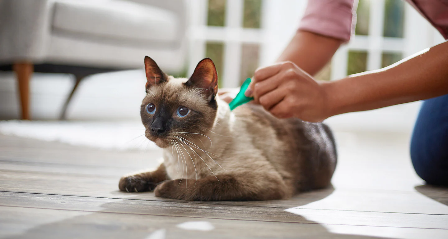 the-best-flea-treatment-for-outdoor-cats