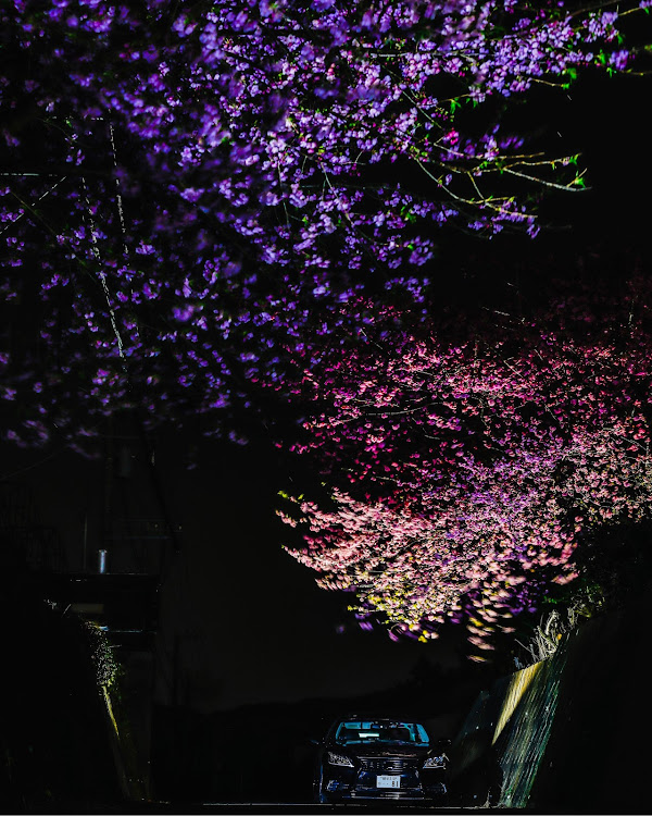 LSの河津桜・真っ暗・強風・リベンジ案件・自分の影にビビるに関するカスタム事例の投稿画像2枚目