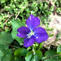 Ground Ivy