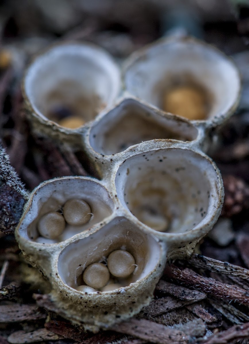 Bird's Nest Fungi