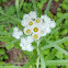 Pearly Everlasting