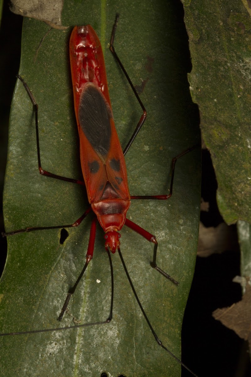 Bordered Plant Bug