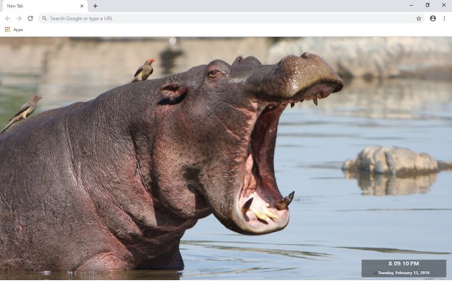 Hippopotamus New Tab & Wallpapers Collection