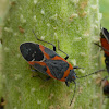 Small Milkweed Bug