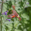 Nessus sphinx moth