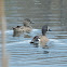 Blue-winged Teal